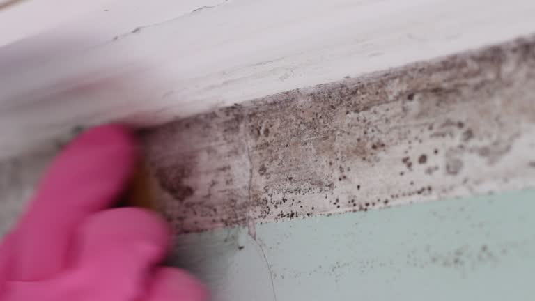 Professional Mold Removal in Fairport, NY
